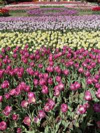 【沖縄】本部町  年間を通して亜熱帯の花々や植物を楽しめる植物園