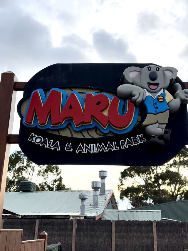 🇦🇺墨爾本旅行·體驗被袋鼠包圍的感覺🦘