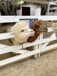 【淡路島】アルパカのラアル君にチューはしてもらえませんでした