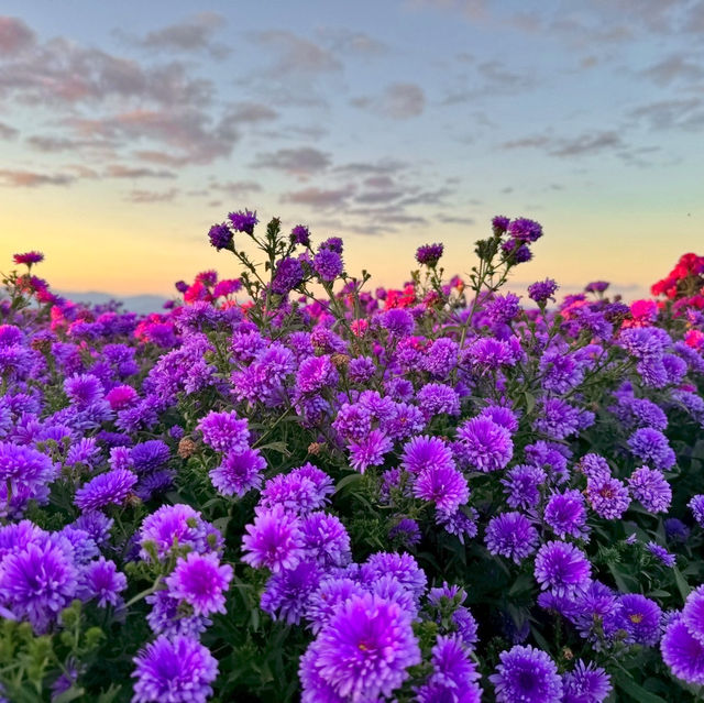 온통 보랏빛물결 거창 감악산 일몰부터 야경까지💜