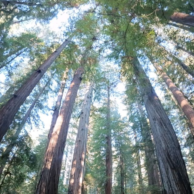 California Giant Redwoods 