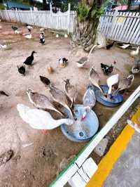 Outdoor Adventure at Desaru Mini Zoo