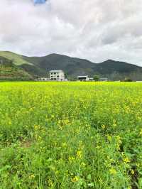 Living in My Dream of Canola Flower Field in Shangri-La