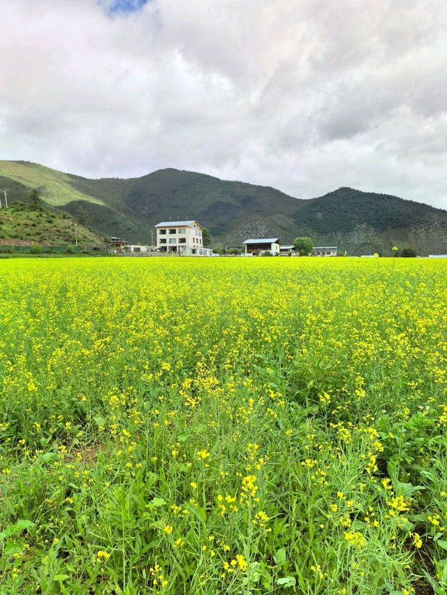 Living in My Dream of Canola Flower Field in Shangri-La