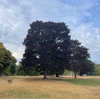 倫敦肯辛頓公園：在都市中的綠意悠遊