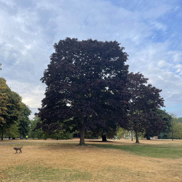 倫敦肯辛頓公園：在都市中的綠意悠遊