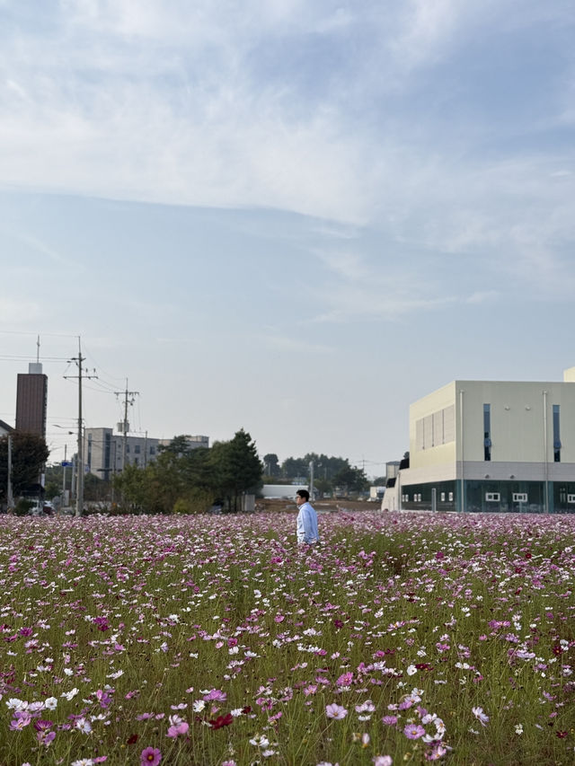 (실시간) 청주 근교에 생긴 어마무시한 코스모스 스팟🩷