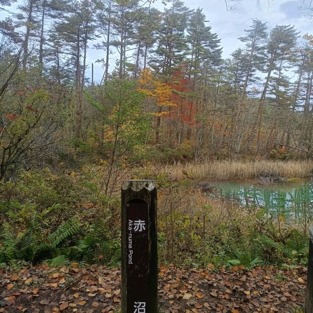 日本/東北/日本九寨溝~五色沼 賞楓的好地方~風景很美