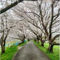 Cherry Blossom along the River