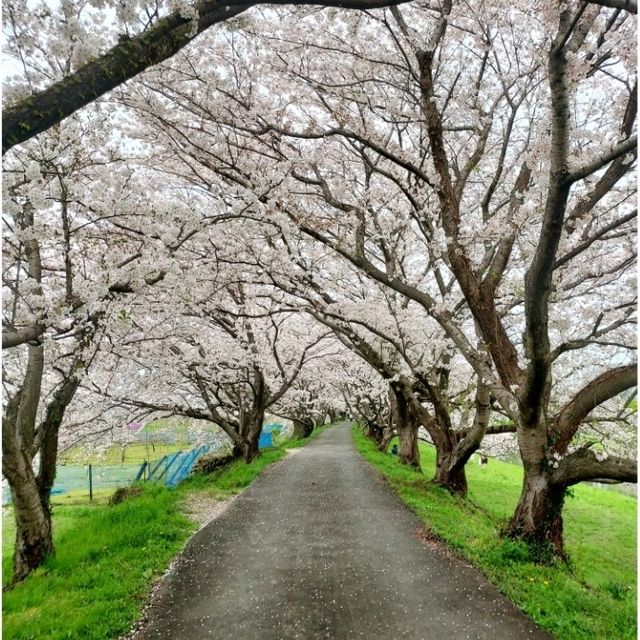Cherry Blossom along the River