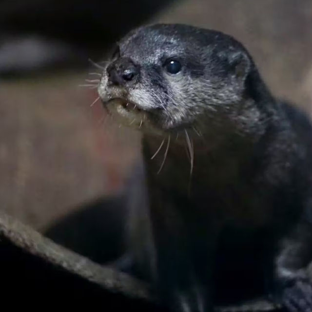 【各務原市】世界淡水魚園水族館 アクア・トト ぎふ