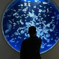 X-park Aquarium Taiwan 🪼🐟