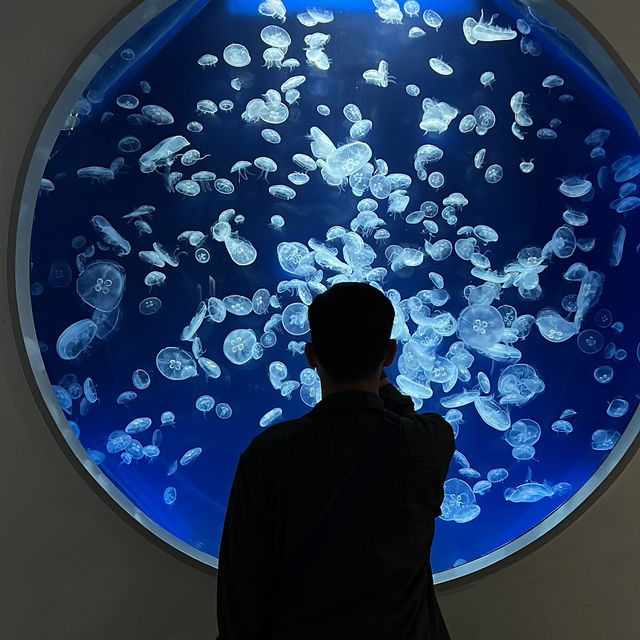 X-park Aquarium Taiwan 🪼🐟