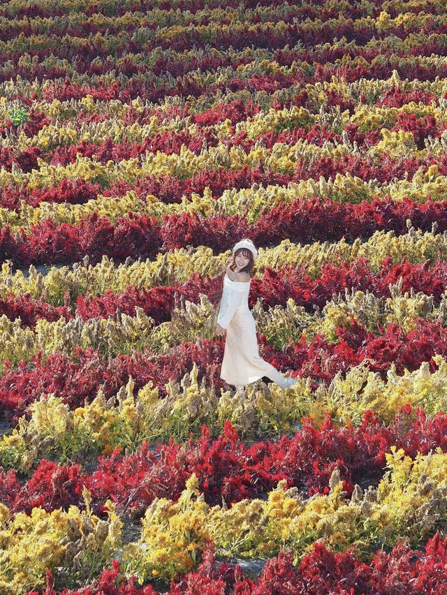 濟州島🇰🇷秋季限定雞冠花❤️