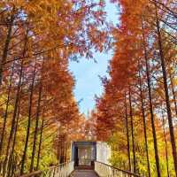 後湖濕地：美麗紅杉秋色🍂🌳