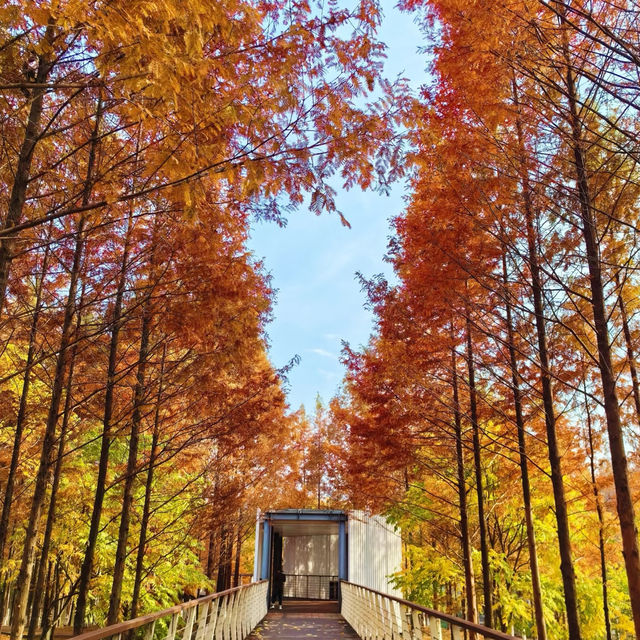 後湖濕地：美麗紅杉秋色🍂🌳