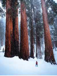 🎅🏼A day when  Christmas Came to Sequoia National Park