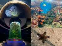 Bangsaen Aquarium: ดินแดนใต้ท้องทะเล 🐠