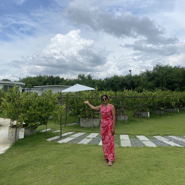 Lemon Me Farm เติมความสดชื่นกลางสวน ’เลม่อน‘
