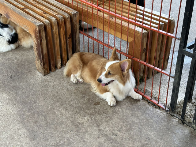 PUPPY FARM 🐶