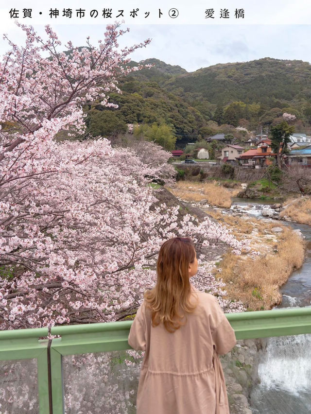【桜スポット５選　📍佐賀・神埼市】