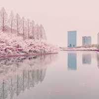 大阪城公園，活出生命櫻花