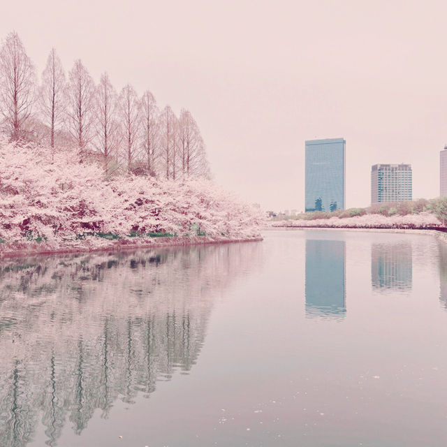 大阪城公園，活出生命櫻花
