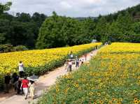 Sera Kogen Farm - Sunflower Festival
