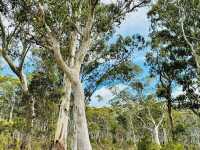 Franklin-Gordon Wild Rivers National Park