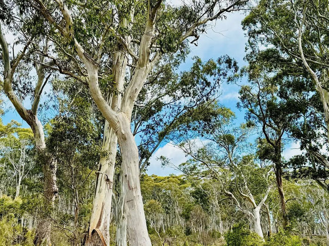 Franklin-Gordon Wild Rivers National Park