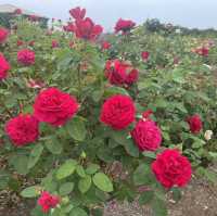 【広島県】世羅高原 花の森！イングリッシュローズ🌹