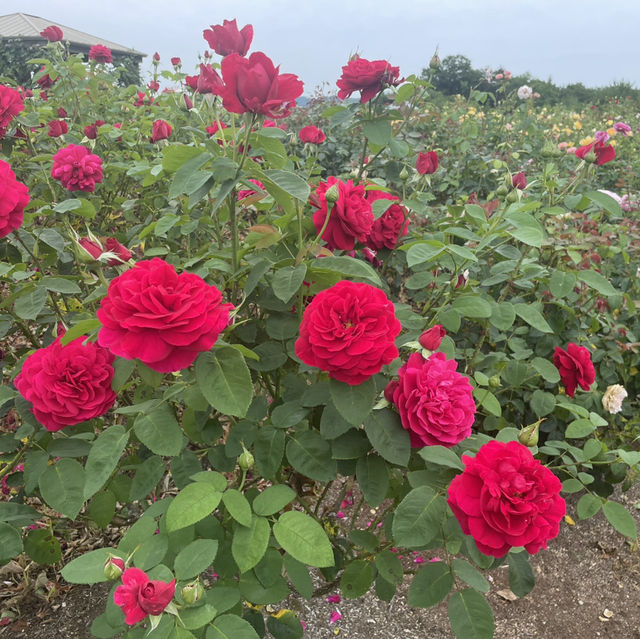 【広島県】世羅高原 花の森！イングリッシュローズ🌹