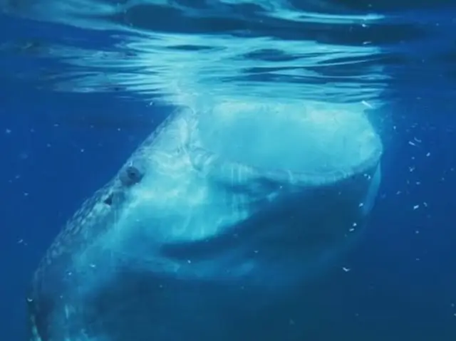 Diving with Whale Sharks in Cebu: A Dream Experience with Ocean Giants!