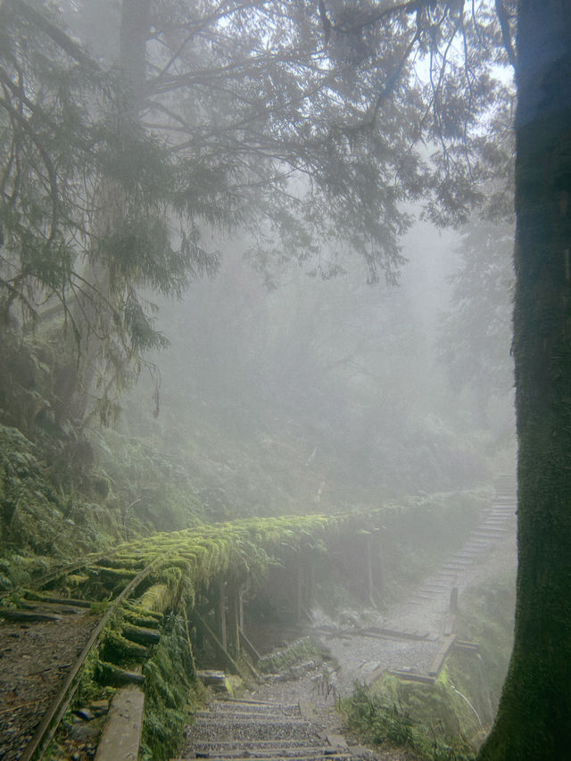 Taipingshan🍃 Nature’s Hidden Masterpiece