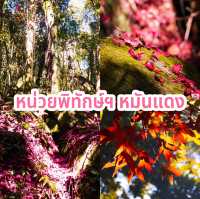 หน่วยพิทักษ์ฯ หมันแดง