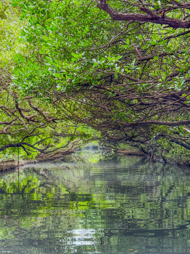【台南】🌿穴場の絶景！四草緑色隧道で自然を満喫しよう🌿 