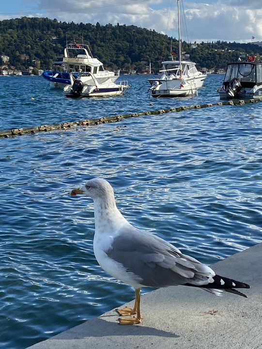 Bebek : A Stroll Through Chic Warerfront
