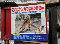 【宮城蔵王キツネ村】