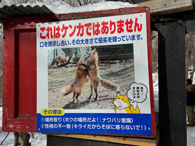 【宮城蔵王キツネ村】