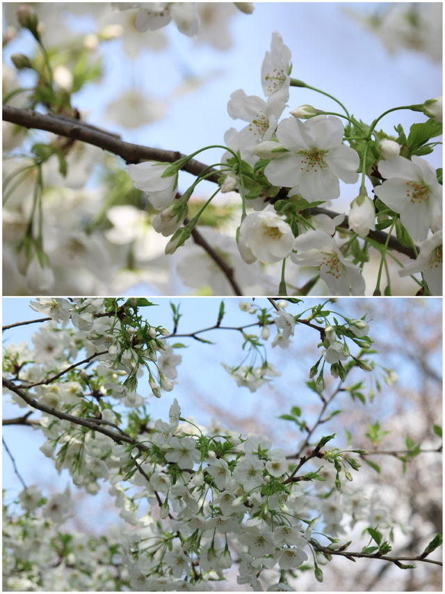 ˗ˏˋ  靖國神社すぐ⛩️桜の名所🌸ˎˊ˗