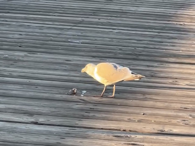 White Rock Beach