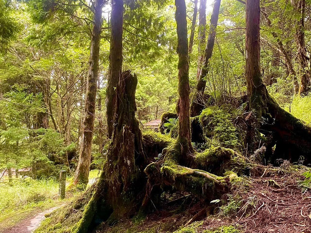 走讀一代林業的風華歷史～太平山蹦蹦車鐵道