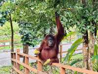 Semenggoh Nature Reserve - A Thrilling Wildlife Adventure