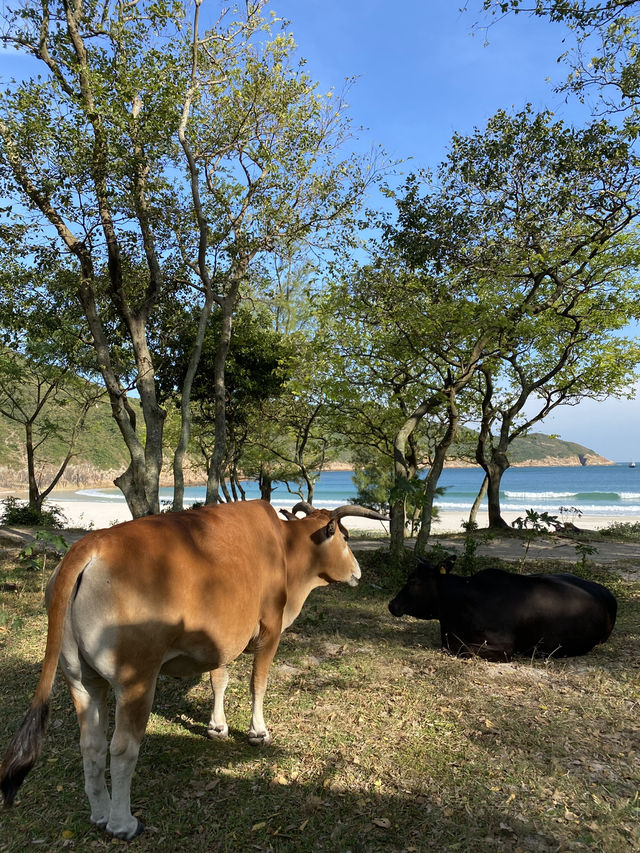 🏝️碧海藍天，🇭🇰香港最美徒步路徑——麥理浩徑第一段