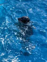 橫濱八景島海島樂園——與活力滿滿的海洋生物相遇！