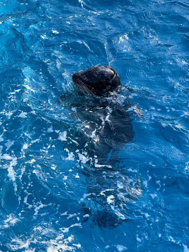 橫濱八景島海島樂園——與活力滿滿的海洋生物相遇！
