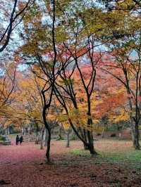 秋は深紅の絨毯が広がる森林公園