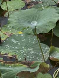 Our Day at the Restored Chinese Garden: What’s New