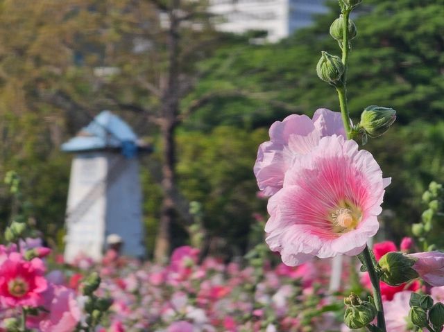 สวนจตุจักรทำถึง ทุ่งดอกไม้กลางกรุง