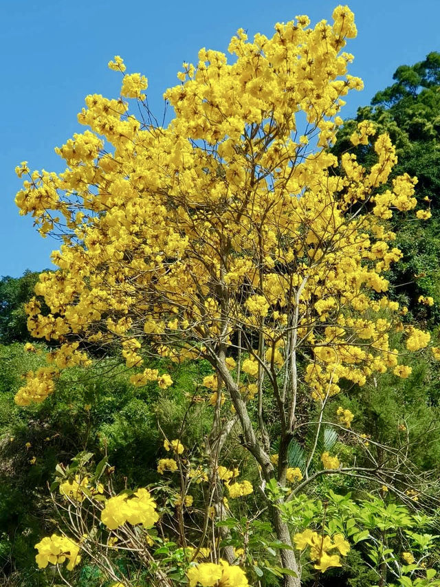 春季瘋狂追櫻，不要讓木棉花寂寞的淡水楓樹湖步道